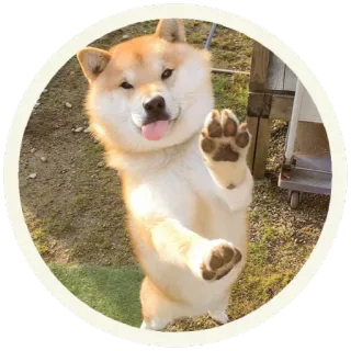 😛 53f961ec pies, shiba inu, zwierzę, zwierzak, słodki, przyjazny, machanie, język telegram sticker
