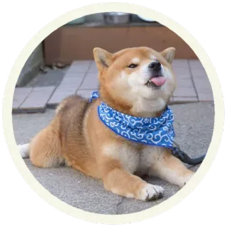 😝 cb041bf3 pies, shiba inu, słodki, zwierzę, zwierzak, język, bandana telegram sticker