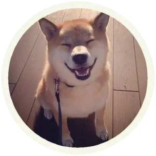 😄 eb4a3b73 pies, Shiba Inu, zwierzę domowe, zwierzę, słodki, szczęśliwy, uśmiechnięty telegram sticker