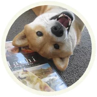 😂 fa4e3b82 Hachi Hachi: A Dog's Tale Hachi
A dogs tale
Based on a true story pies, film, hachi, prawdziwa historia, zwierzę, zwierzak, przyjaciel, kino telegram sticker