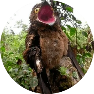 😆 38106982 oiseau, potoo, animal, faune, nature, exotique, camouflage telegram sticker
