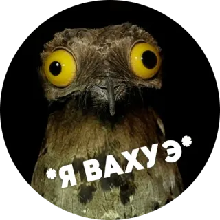 😱 55eb1692 Я ВАХУЭ* oiseau, hibou, animal, drôle, mème telegram sticker