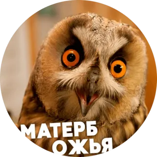 🤨 afc922c8 МАТЕРЬ
ОЖЬЯ hibou, oiseau, yeux, drôle, animal telegram sticker