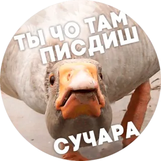 😡 b64612d8 ТЫ ЧО ТАМ ПИЗДИШ СУЧАРА oie, oiseau, gros mots russes, texte cyrillique, insulte, animal telegram sticker
