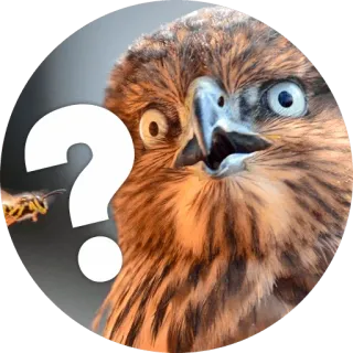 🐓 Птицы-хуицы @lennysticker telegram stickers