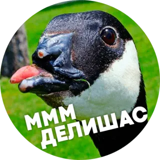 😏 dc39cb02 MMM ДЕЛИШАС oie, oiseau, délicieux, animal, mignon, mème telegram sticker