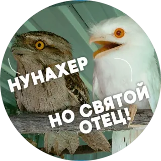 😵 df6bea84 НУНАХЕР
НО СВЯТОЙ ОТЕЦ! oiseau, hibou, humour, mème, drôle, animal telegram sticker