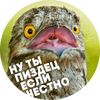 😕 e17d3df8 НУ ТЫ ПИЗДЕЦ ЕСЛИ ЧЕСТНО hibou, oiseau, drôle, animal telegram sticker