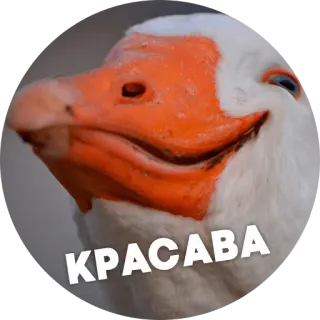 🐓 Птицы-хуицы @lennysticker telegram stickers