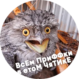 😄 f1118488 Всем ПрифкИ в етом чятике hibou, oiseau, drôle, animal telegram sticker