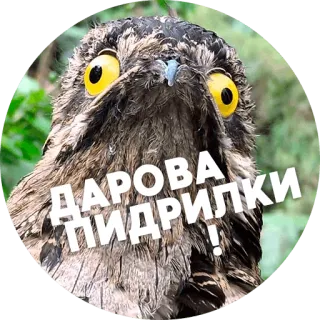 😃 fb9acf0d ДАРОВА ПІДРИЛКИ! oiseau, animal, hibou, texte, drôle, salutation telegram sticker