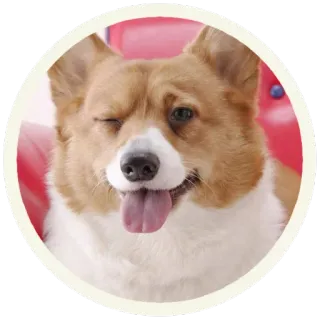 😜 b68a448c 狗, 柯基, 动物, 宠物, 眨眼, 开心 telegram sticker