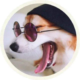 😎 d0261902 狗, 柯基, 太阳镜, 帽子, 动物, 宠物 telegram sticker