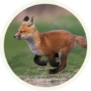 ☺️ 91352728 lis, zwierzę, dzika przyroda, bieganie, natura telegram sticker
