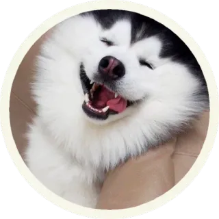 😂 146e1d6b cane, husky, animale, animale domestico, carino, felice telegram sticker