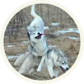 👅 170a5e37 cani, husky, animali, giocando, neve, divertimento telegram sticker