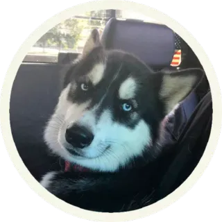 ☹️ 4a6b9e77 husky, cane, animale domestico, animale, ritratto, occhi azzurri telegram sticker