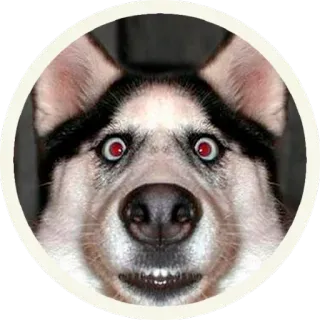 😳 e6af15ba cane, animale, husky, occhi, adesivo telegram sticker