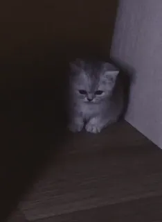 😓 2f9e1286 kociak, kot, słodki, zwierzę, zwierzę domowe telegram sticker