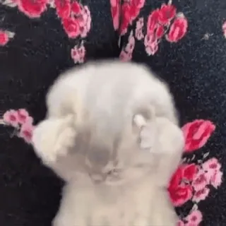 🥺 39ae1c8e kot, zwierzę, środkowy palec, obraźliwy, gest, mem telegram sticker