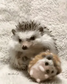 😡 3dc8c344 LollyCif jeż, zwierzę, słodki, zwierzę domowe, małe zwierzę, zwierzę domowe telegram sticker