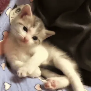 😋 44a14bfe kotek, kot, zwierzę, słodki, zwierzę domowe, zwierzę domowe telegram sticker