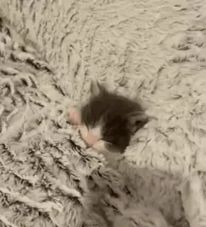 😴 a55e92c6 kotek, kot, śpiący, słodki, zwierzę, zwierzak telegram sticker