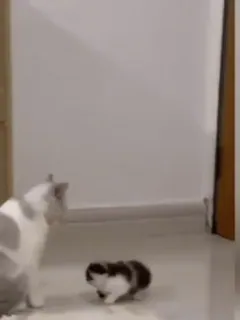 My size whatsapp stickers