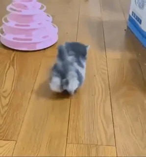 🤭 ba3428bf kociak, kot, słodki, zwierzę domowe, zwierzę, domowy telegram sticker