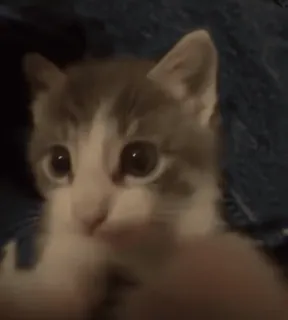 🌟 e5e03647 kot, kociak, słodki, zwierzę, zwierzak, kotowaty telegram sticker