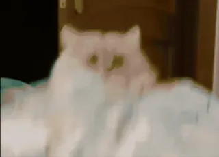 💃 f1ed7c74 kot, zwierzę domowe, zwierzę, kociak, słodki, domowy, koci telegram sticker