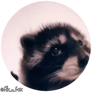 🥳 65abaf93 @fix_x_fox volpe, animale, fauna selvatica, carino, ritratto, mammifero telegram sticker