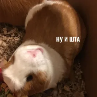 😔 11da1a16 НУ И ШТА Морская свинка, Домашнее животное, Животное, Коричневый, Белый whatsapp sticker