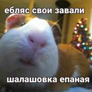 😇 15792a29 ебляс свои завали
шалашовка епаная морская свинка, животное, мем, смешной whatsapp sticker