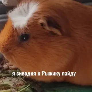 🐹 2da16ab8 я сиводня к Рыжику пайду морская свинка, животное, домашнее животное, грызун whatsapp sticker