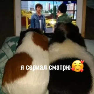 👀 2dca7e36 я сериал сматрю морские свинки, смотрят телевизор, животные, домашние животные, русский whatsapp sticker
