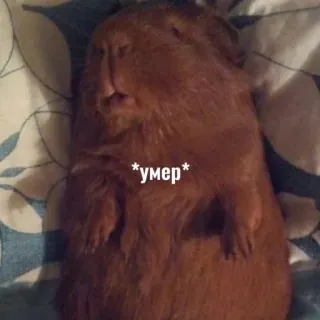 😵 4f4a0446 *умер* морская свинка, мертвый, спящий, животное whatsapp sticker