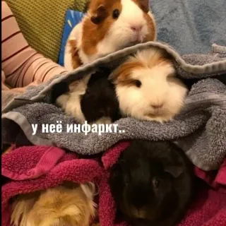 😨 598eef6a у неё инфаркт.. морские свинки, животные, милые, питомец whatsapp sticker