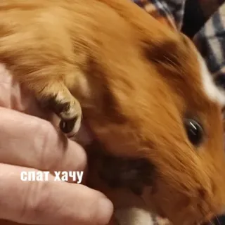 😱 6162f53c спат хачу морская свинка, животное, грызун, милый whatsapp sticker