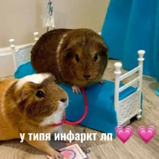 😰 6f67a3cf у типа инфаркт лп морская свинка, животное, кровать, сердце, кукольный домик whatsapp sticker