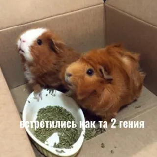 💪 7c669b3a встретились как та 2 гения морские свинки, грызуны, животные, коробка, еда whatsapp sticker