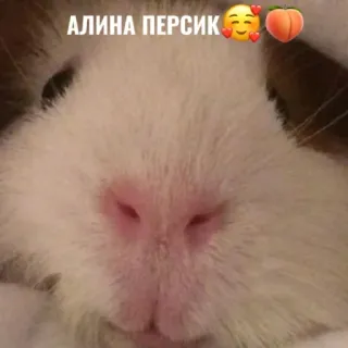 🍑 84104fb9 АЛИНА ПЕРСИК морская свинка, животное, домашнее животное, милый, Персик, персик whatsapp sticker