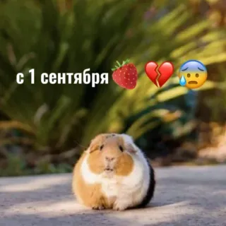 🤯 84f869c3 с 1 сентября морская свинка, клубника, разбитое сердце, грустный, сентябрь, снова в школу whatsapp sticker