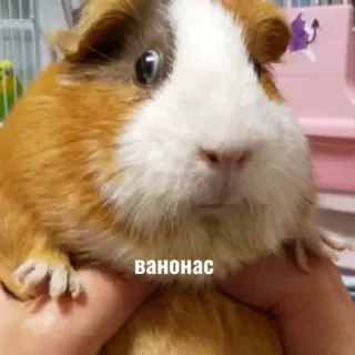 🍍 8d16811e ванонас морская свинка, животное, питомец whatsapp sticker