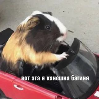 👑 a90ed760 вот эта я конешно багиня морская свинка, машина, вождение, животное, смешной whatsapp sticker