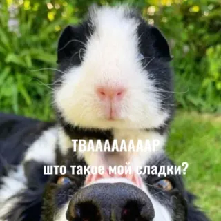 😻 b215459c ТВААААААР
што такое мой сладки? собака, морская свинка, животные, милые, смешные whatsapp sticker