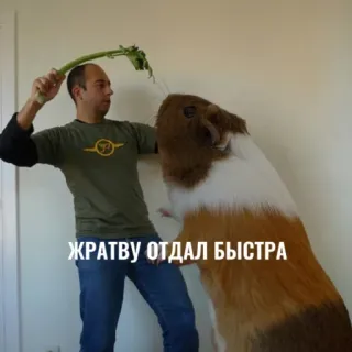 Больше стиков тут: @stikery4 telegram stickers