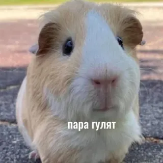 🐹 cfa42518 пара гулят морская свинка, животное, милый, питомец whatsapp sticker