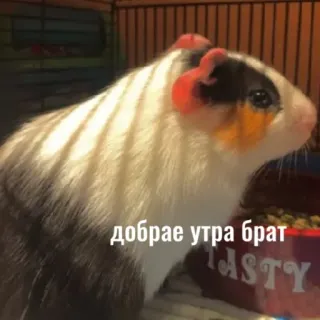 ☀️ d72c9d20 доброе утра брат морская свинка, животное, питомец, утро, брат whatsapp sticker