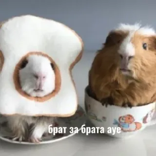 😎 e1d76335 брат за брата аue морские свинки, животные, хлеб, чайная чашка, смешные, питомцы whatsapp sticker